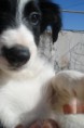 /album/fotogaleria/cachorra-lady-lou3-jpg/